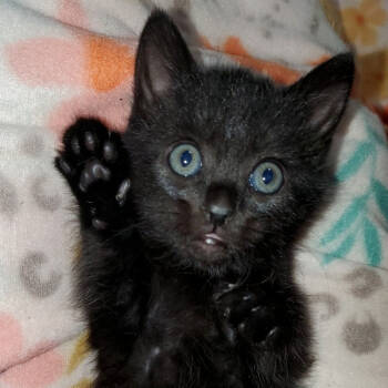 Rescue Domestic Short Hair Cats for Adoption in Cumming, Georgia - Angela Montenegro | PetCurious