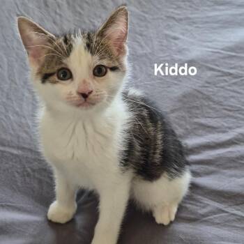 Kiddo -  Domestic Short Hair Cat for Adoption in Matteson, Illinois - Kiddo | PetCurious