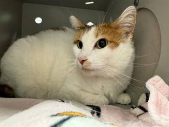 CHESTNUT -  Domestic Short Hair Cat for Adoption in Peoria, Illinois - CHESTNUT | PetCurious
