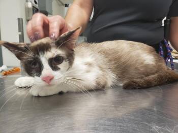 Kelly -  Siamese Cat for Adoption in Allen, Texas - Kelly | PetCurious