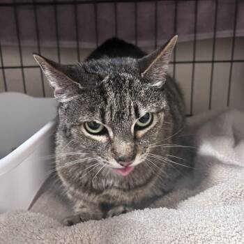 Domestic Short Hair Cats Available for Adoption in Chino Hills, California - Amber (C000-139)-City Of Industry Location | PetCurious