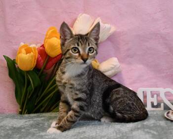 Pixie -  Domestic Short Hair Cat for Adoption in Roanoke, Texas - Pixie | PetCurious