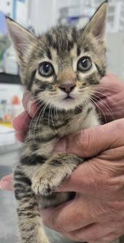 Rodeo -  Domestic Short Hair Cat for Adoption in Hillsdale, Indiana - Rodeo | PetCurious