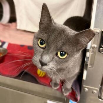 Tapioca -  Domestic Short Hair Cat for Adoption in Pittsburgh, Pennsylvania - Tapioca | PetCurious
