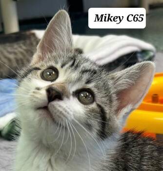 Mikey -  Domestic Short Hair Cat for Adoption in Morganton, North Carolina - Mikey | PetCurious
