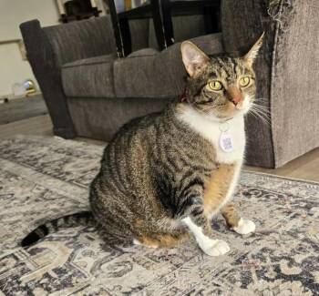 Goodie -  Domestic Short Hair Cat for Adoption in Tucson, Arizona - Goodie | PetCurious