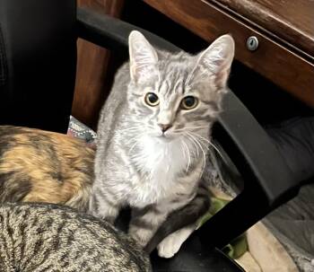 Tabby Cats Available for Adoption - Blossom | PetCurious