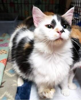 Rescue Calico and Domestic Short Hair Cats for Adoption in Paris, Kentucky - Kelli Anne | PetCurious