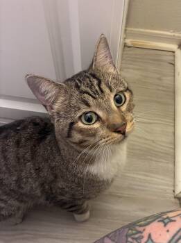 Rescue Domestic Short Hair Cats for Adoption in Chandler, Arizona - Charles | PetCurious