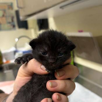 Chase -  Domestic Short Hair Cat for Adoption in Asheville, North Carolina - Chase | PetCurious