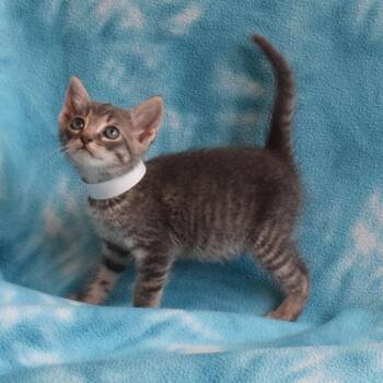 Helena 52643 -  Domestic Short Hair Cat for Adoption in Eureka, California - Helena 52643 | PetCurious