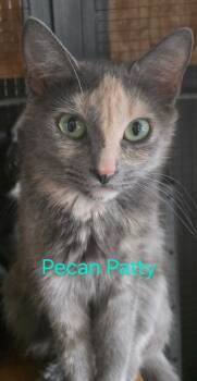 Domestic Short Hair Cats Available for Adoption in Cloquet, Minnesota - Pecan Patty | PetCurious