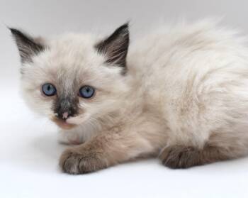 Siamese Cats Available for Adoption in Mobile, Alabama - Habanero | PetCurious