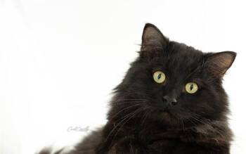 Domestic Medium Hair Cats Available for Adoption in Wakefield, Quebec - Oscar | PetCurious
