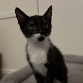 Domestic Short Hair Cats Available for Adoption in Lakewood, California - Buttercup | PetCurious
