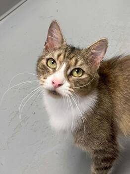Cinnamon -  Domestic Medium Hair Cat for Adoption in Covington, Virginia - Cinnamon | PetCurious
