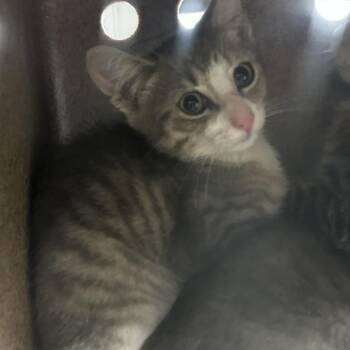AHNJ-Stray-122272 -  Domestic Short Hair Cat for Adoption in Newark, New Jersey - AHNJ-Stray-122272 | PetCurious
