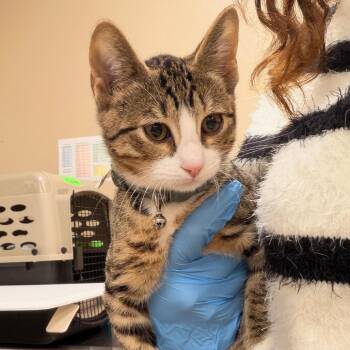 Redbull -  Domestic Short Hair Cat for Adoption in Birmingham, Alabama - Redbull | PetCurious