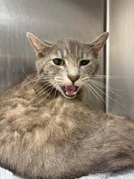 JEFF -  Domestic Short Hair Cat for Adoption in Indianapolis, Indiana - JEFF | PetCurious