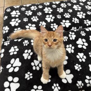 Rescue Domestic Long Hair Cats for Adoption in Hamilton Township, New Jersey - MAX (& ALBIE) | PetCurious