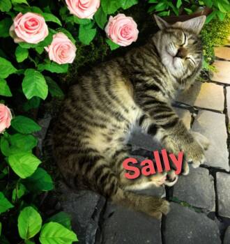 Rescue Domestic Short Hair Cats for Adoption in Jim Thorpe, Pennsylvania - Sally | PetCurious