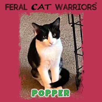 Popper -  Domestic Medium Hair Cat for Adoption in Kingman, Arizona - Popper | PetCurious
