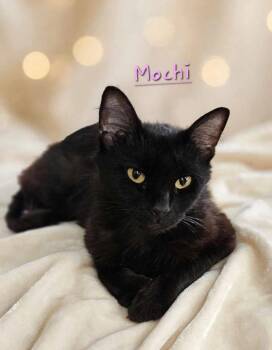 Mochi -  Domestic Medium Hair Cat for Adoption in Jim Thorpe, Pennsylvania - Mochi | PetCurious