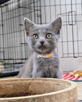 Melody -  Domestic Short Hair Cat for Adoption in Vallejo, California - Melody | PetCurious