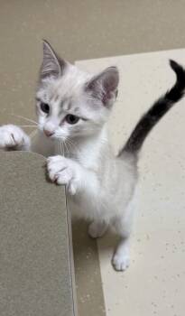 YETI -  Siamese Cat for Adoption in Wyandotte, Michigan - YETI | PetCurious