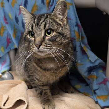 Domestic Short Hair Cats Available for Adoption - Tony Stark | PetCurious