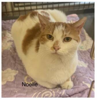 Rescue Domestic Short Hair Cats for Adoption in Ulster, Pennsylvania - Noelle | PetCurious