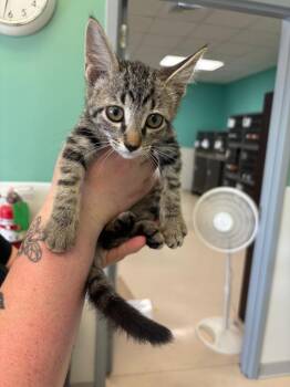 JOHNNY -  Domestic Short Hair Cat for Adoption in Belton, Texas - JOHNNY | PetCurious
