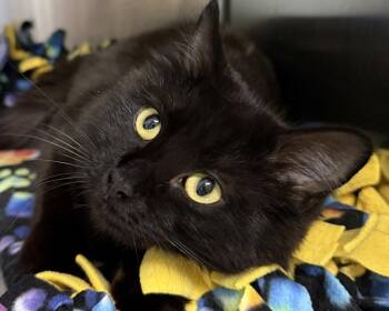 Rescue Domestic Medium Hair Cats for Adoption in Ontario, Oregon - Tiffany Lucy Lou | PetCurious