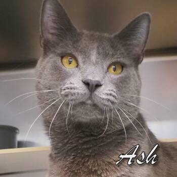 Domestic Short Hair Cats Available for Adoption - Ash | PetCurious