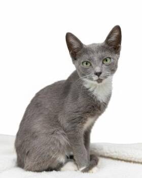 Rescue Domestic Short Hair and American Shorthair Cats for Adoption in Bedford, Indiana - Cloud | PetCurious