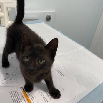 Domestic Short Hair Cats Available for Adoption - Moogle | PetCurious