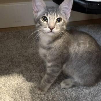 Woody -  Tabby Cat for Adoption in Burnaby, British Columbia - Woody | PetCurious