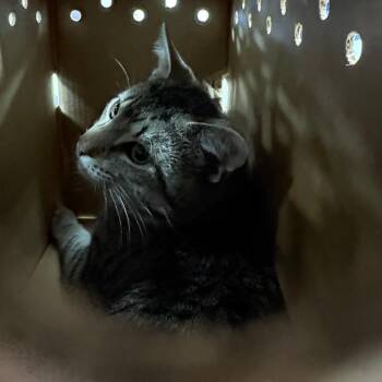 Chevy -  Domestic Short Hair Cat for Adoption in Philadelphia, Pennsylvania - Chevy | PetCurious