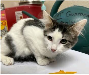 Rescue Domestic Short Hair Cats for Adoption in Fort Worth, Texas - Nellie | PetCurious