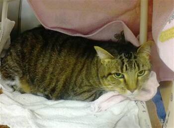 Domestic Short Hair Cats Available for Adoption in Omaha, Nebraska - TOBY | PetCurious