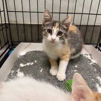 Paramore -  Domestic Short Hair Cat for Adoption in San Antonio, Texas - Paramore | PetCurious