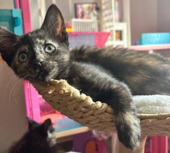 Lasagnie -  Domestic Short Hair Cat for Adoption in Mokena, Illinois - Lasagnie | PetCurious