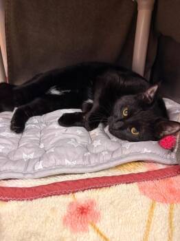 Spike -  Domestic Short Hair Cat for Adoption in Detroit, Michigan - Spike | PetCurious