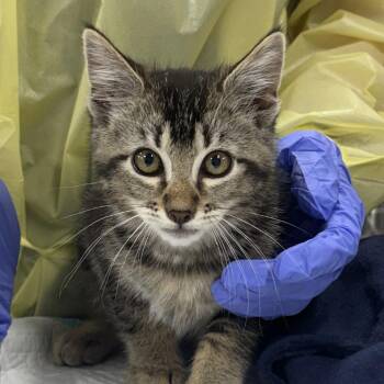 Esai -  Domestic Short Hair Cat for Adoption in Salt Lake City, Utah - Esai | PetCurious