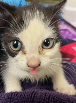 FRIDA -  Domestic Short Hair Cat for Adoption in Riverside, California - FRIDA | PetCurious