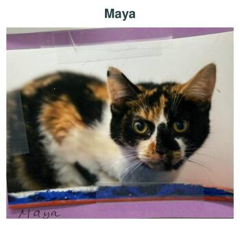 Maya -  Domestic Short Hair Cat for Adoption in Richland Center, Wisconsin - Maya | PetCurious