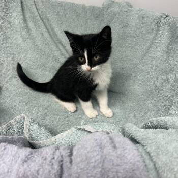 Penguin -  Domestic Short Hair Cat for Adoption in Mineral Point, Wisconsin - Penguin | PetCurious