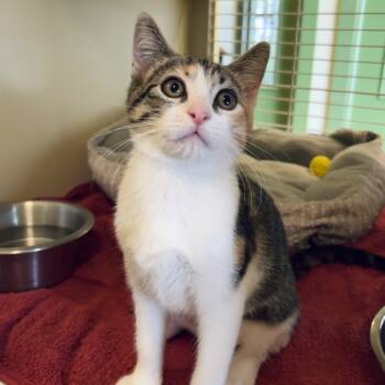 Rescue Domestic Short Hair Cats for Adoption in Kailua-kona, Hawaii - Ricotta | PetCurious