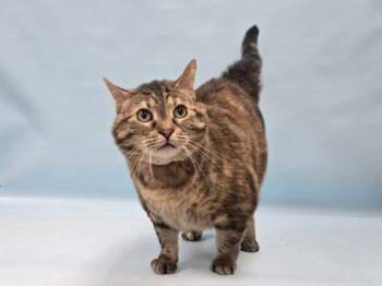 Winnie -  Domestic Short Hair Cat for Adoption in Minneapolis, Minnesota - Winnie | PetCurious