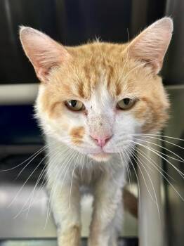 Salmon -  Domestic Short Hair Cat for Adoption in Athens, Georgia - Salmon | PetCurious